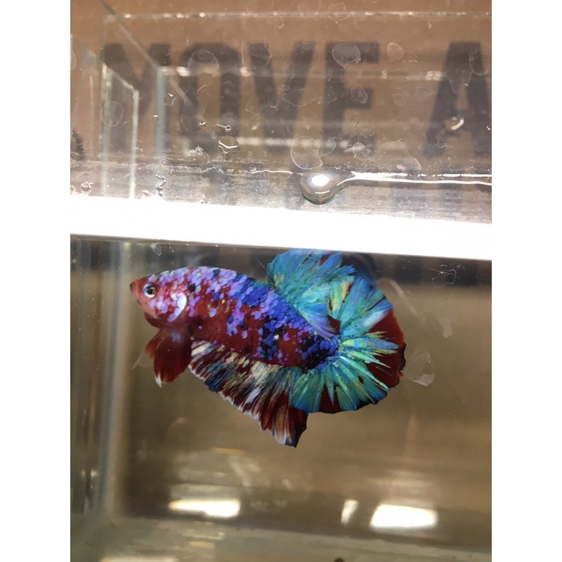 IkanCupangWarnaWarni