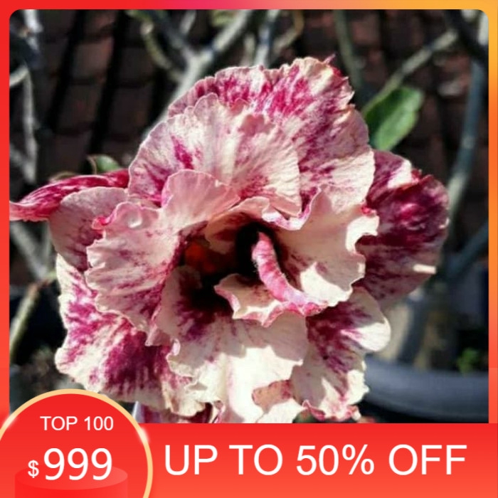 

promo Bibit bunga kamboja adenium golden years murah