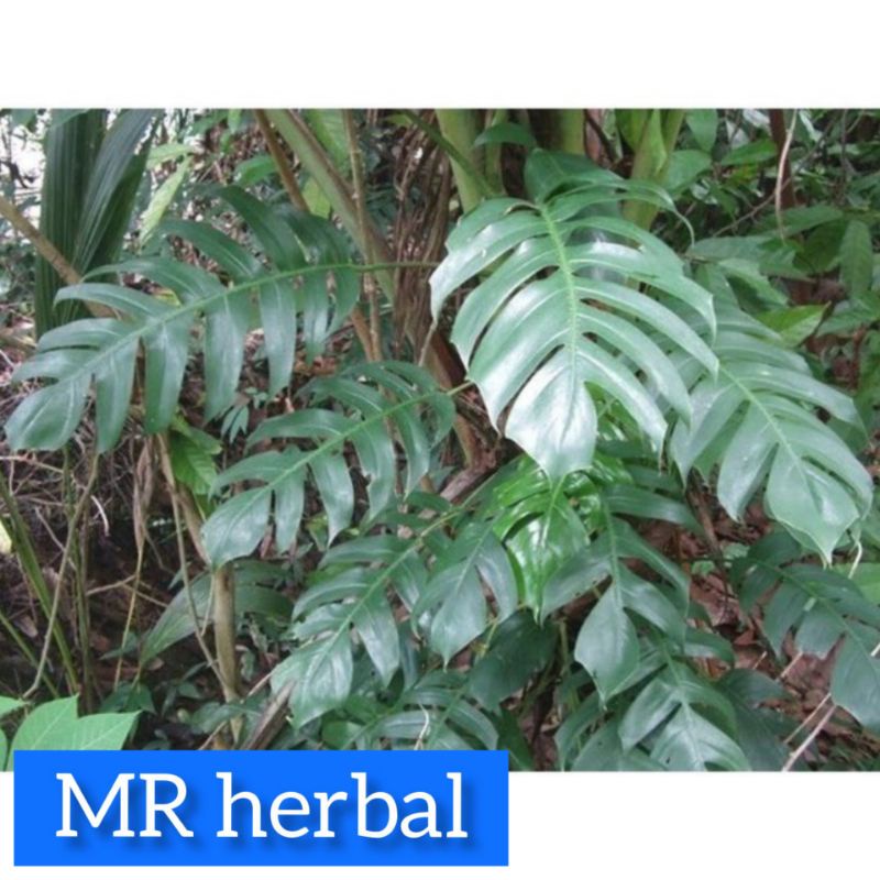 

Daun ekor naga segar order baru petik 1kg