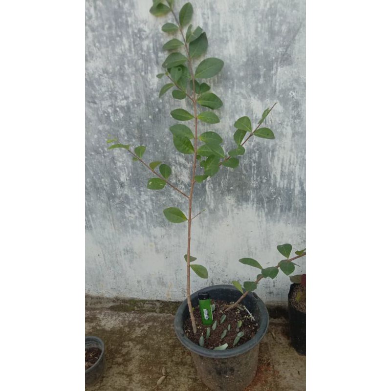 Bibit Bahan Bonsai Sianci