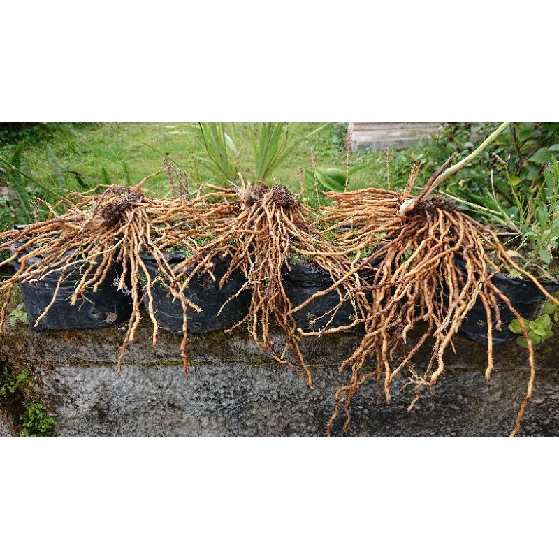 Shopritz Bibit Bonggol Akar Asparagus