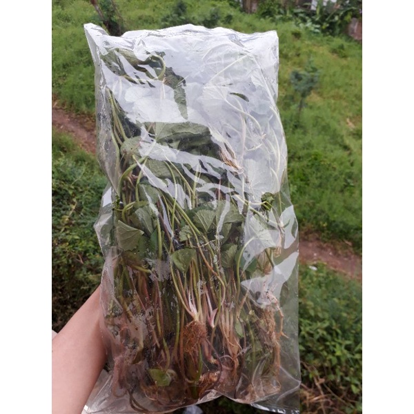 

DAUN PEGAGAN ORGANIK