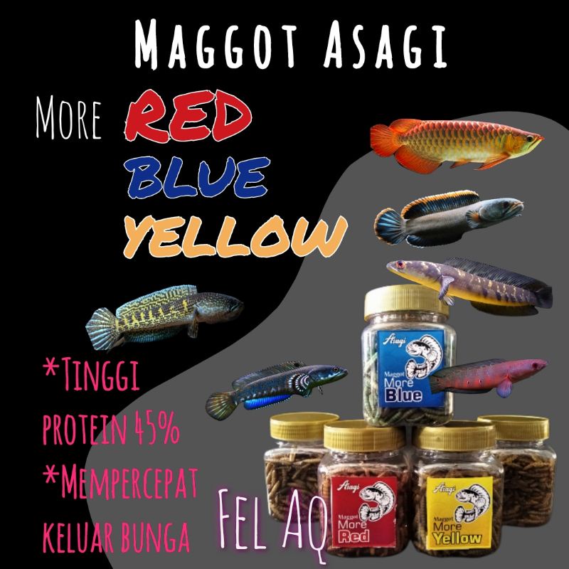 Maggot Asagi More Yellow Blue Red Mencerahkan Warna Carophyll Color Enhancer Ikan Channa Cana Predat