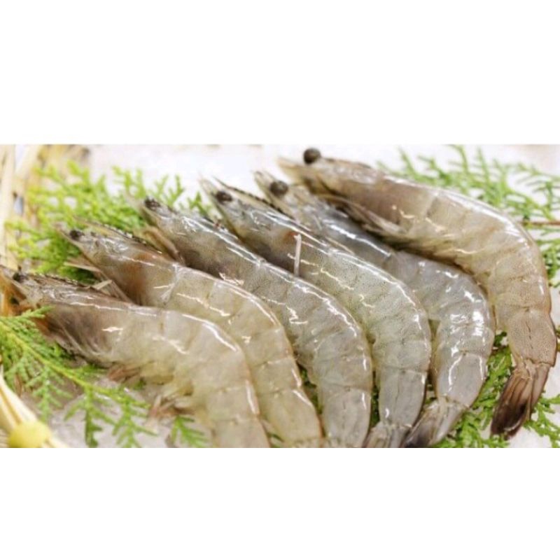 

Udang Ukuran Besar/500gr-1kg