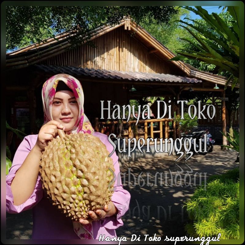 Bibit Durian Chane Terlaris