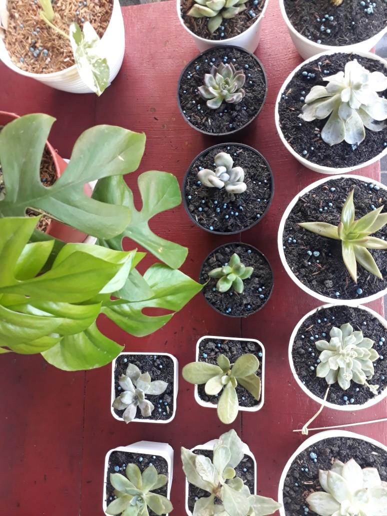 Sukulen Dan Kaktus Mini (echeveria ‘tippy’)