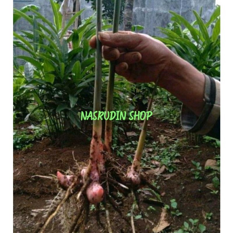 

[Fresh] BIBIT LENGKUAS / BIBIT LAOS / BIBIT LENGKAOS ( CABUTAN ) PERBATANG