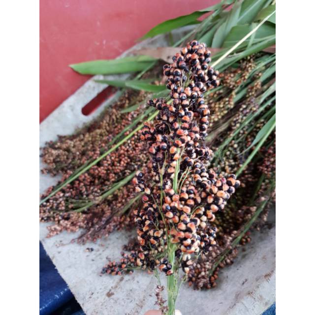 Benih/biji Tanaman Sorgum