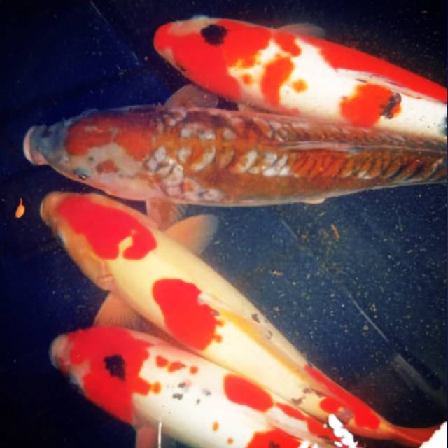 

Koi sanke size 10_12cm