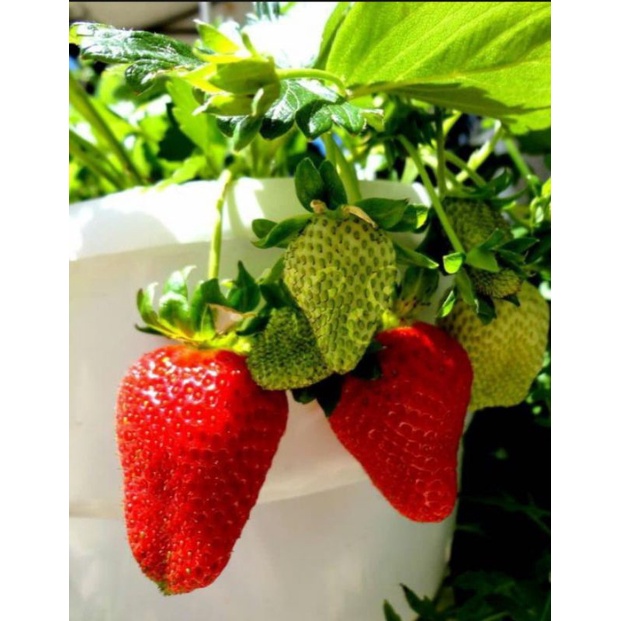 paket 20 bibit strawberry jumbo manis Giant California bibit unggulan