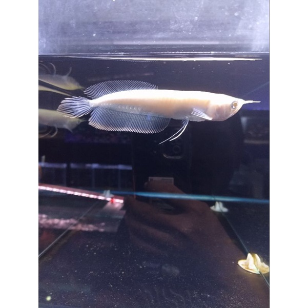 Ikan Arowana Silver Albino