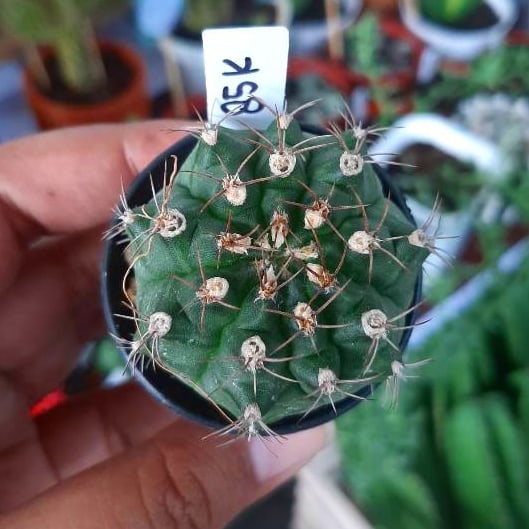 

Gymnocalycium