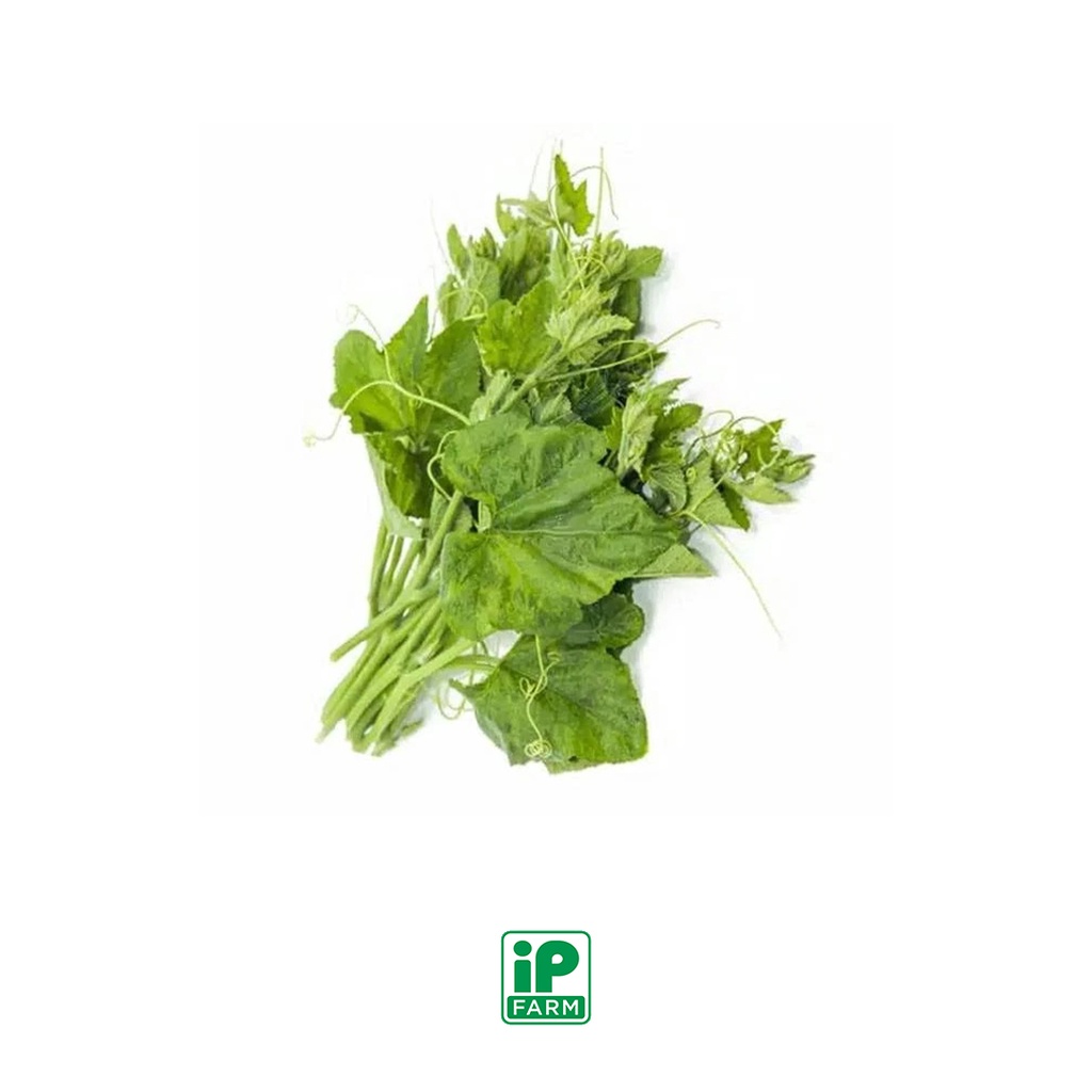 

Daun Pucuk Labu