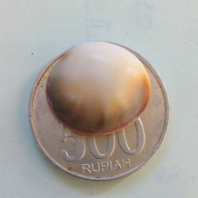 

Kol buntet/fosil kerang