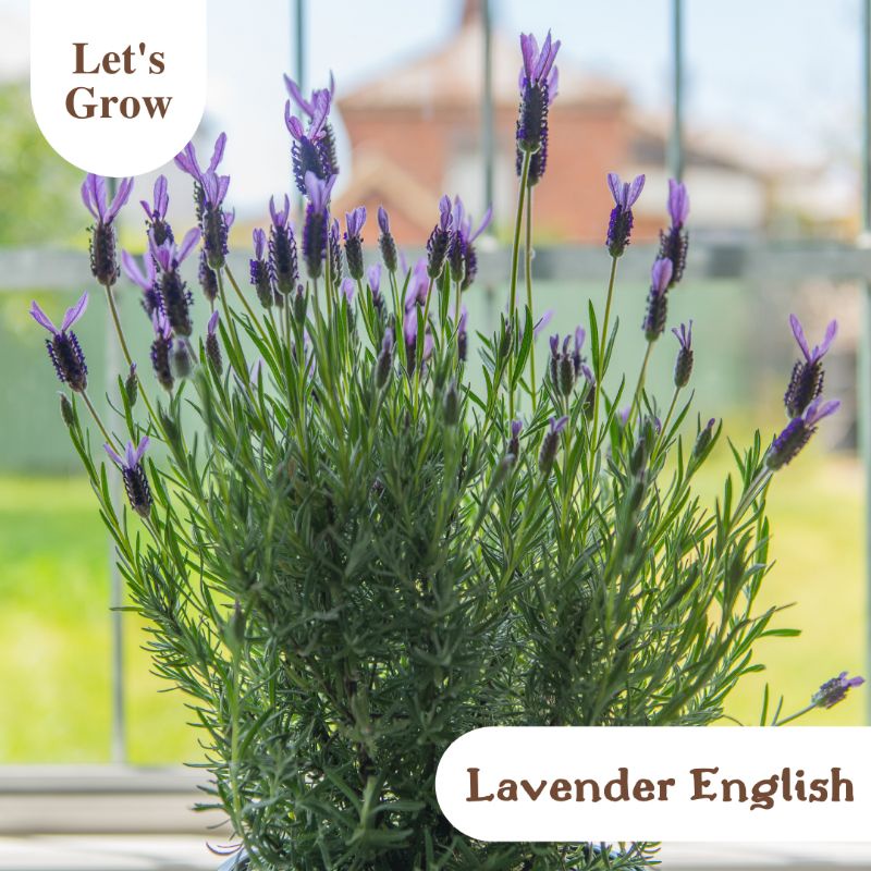 Lavender English Grow Kit Bunga Planter Kit Paket Berkebun Shopee Indonesia