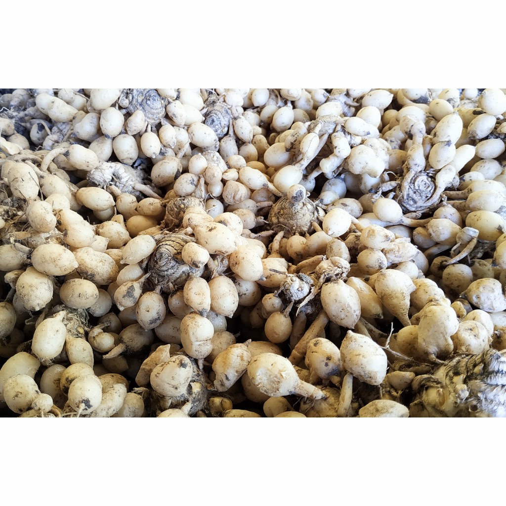 

Kunyit Putih Segar 500gr / Curcuma Zedoaria