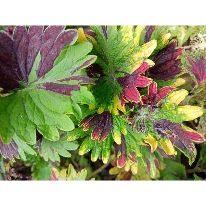 miana premium id rasta akar