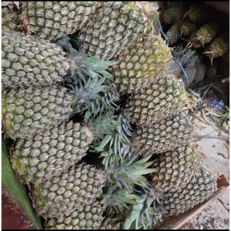 

Buah Nanas segar/Nanas bogor per buah