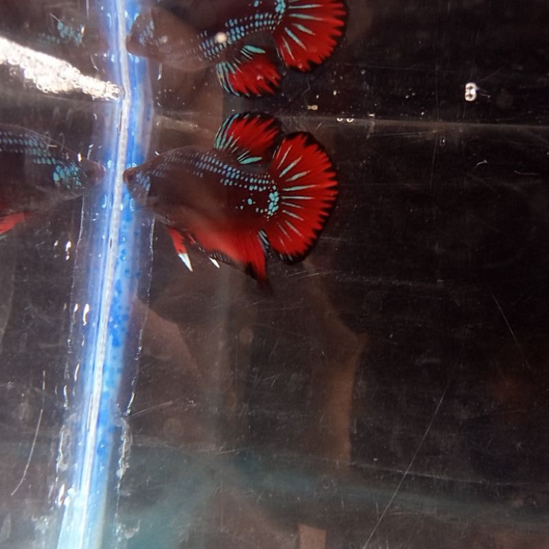 CUPANG AVATAR VAMPIRE