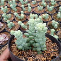 sukulen / sedum morganianum