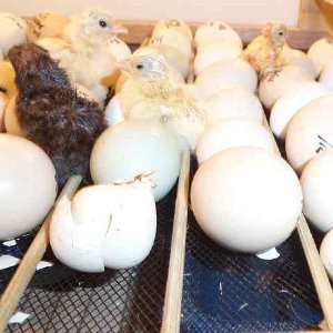 Mesin Penetas Telur Digital Limited