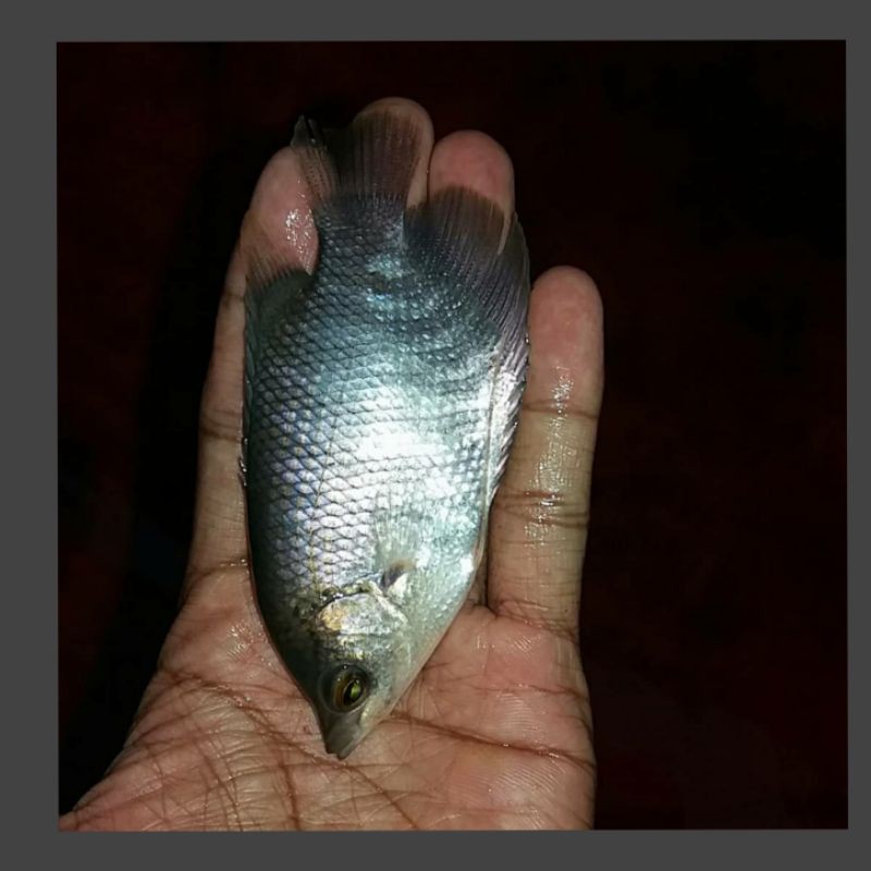 bibit ikan gurame super