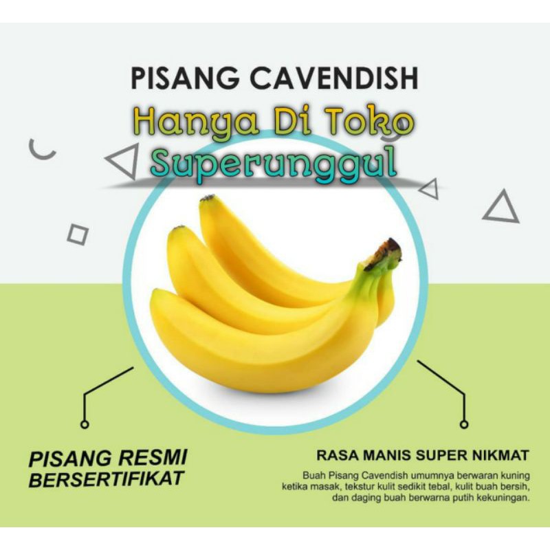 Bibit Pisang Cavendish Terlaris