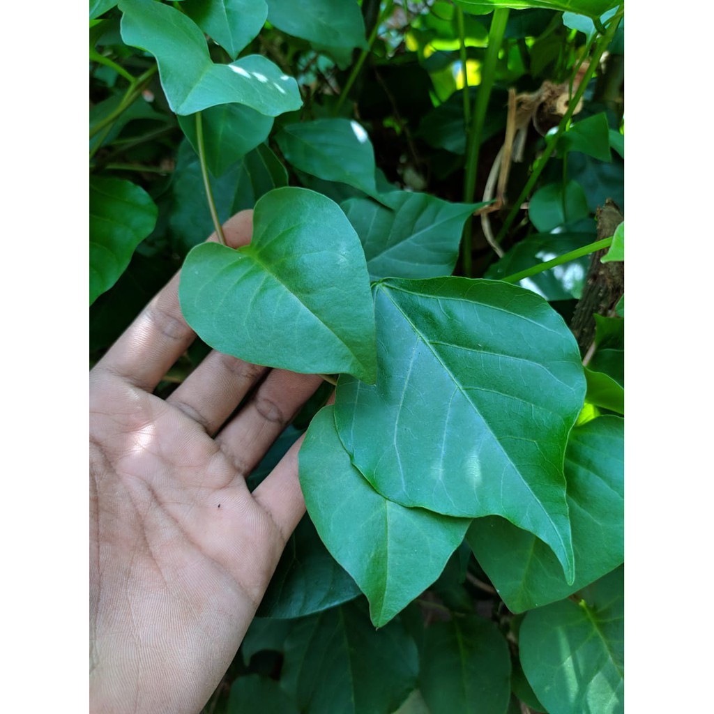 Cara Mengolah Daun Binahong Untuk Asam Lambung Berbagai Cara Mengolah Daun Binahong Untuk Asam Lambung Berbagai