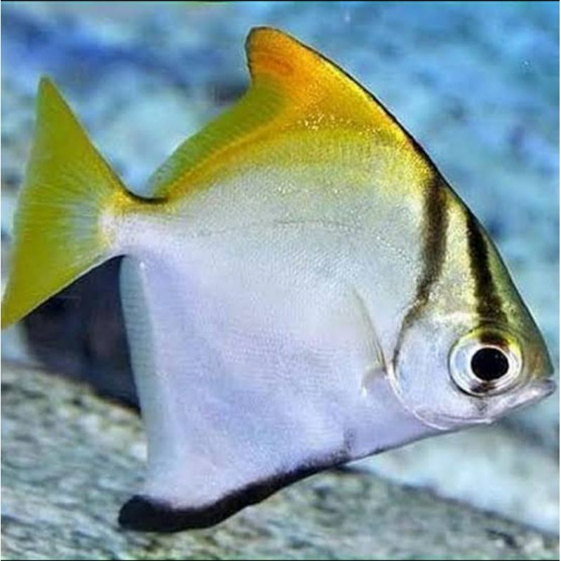 

ikan monodactylus