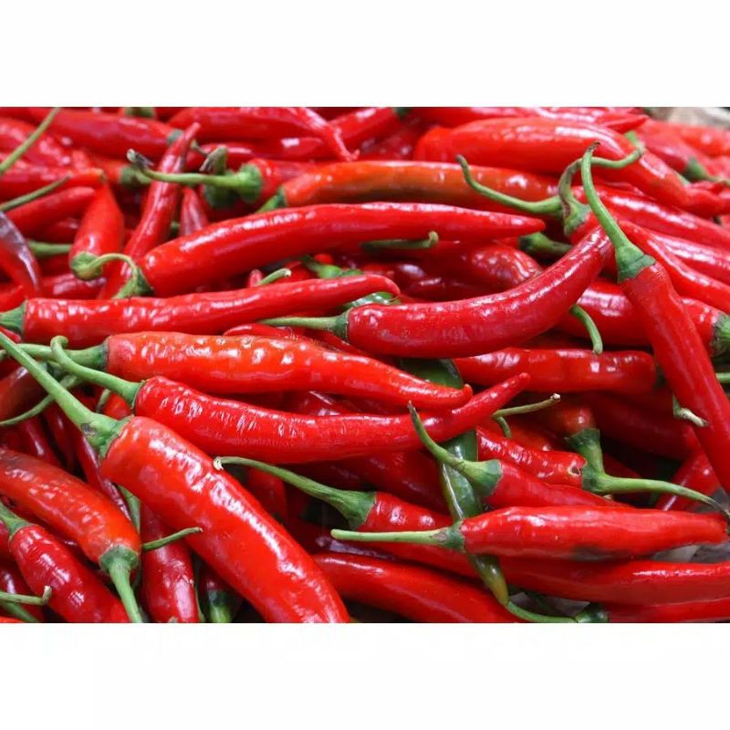 

KangSayur - Sayuran Segar CABE MERAH GEDE / CABAI MERAH BESAR Fresh Kiloan
