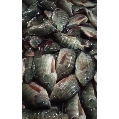 

ikan mujair segar
