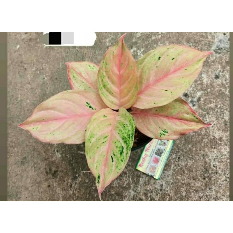 aglonema anakan BIDADARI MENOR