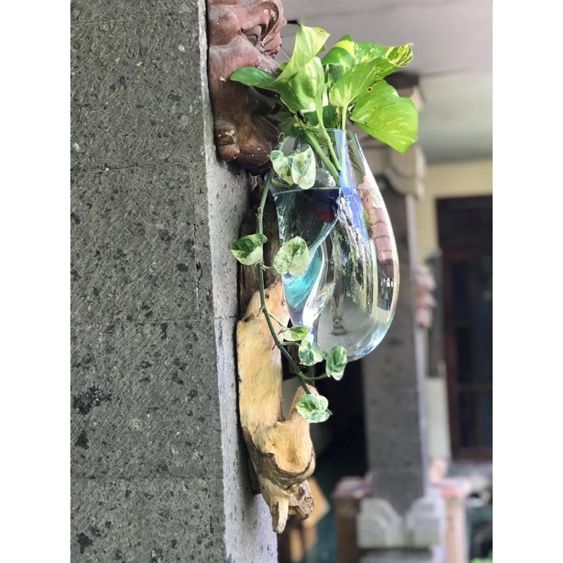 AQUARIUM TIUP/KACA/KAYU/TEMPEL