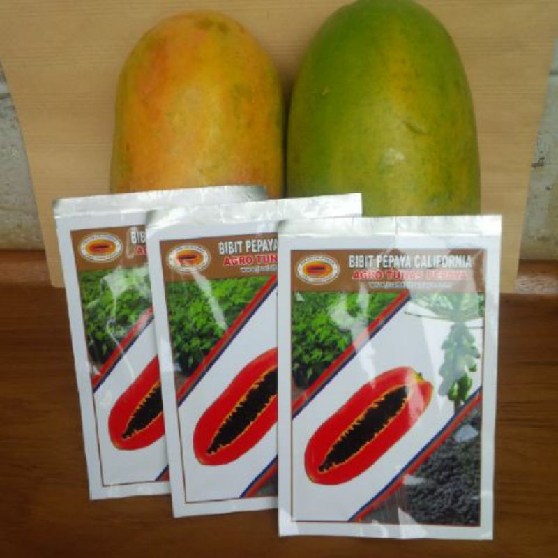 benih bibit pepaya california ipb9 isi 50 butir