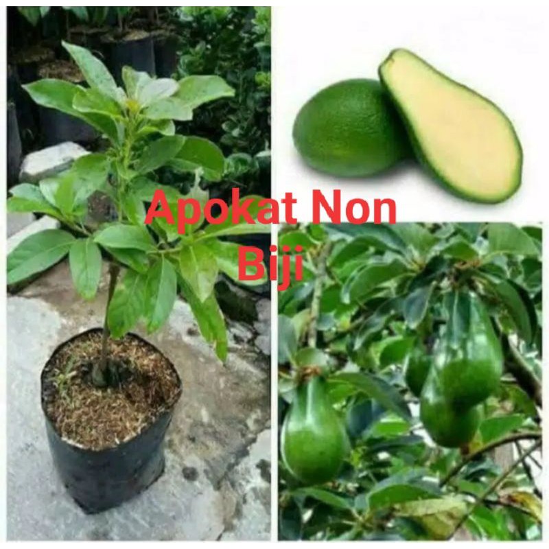 Bibit alpukat tanpa biji