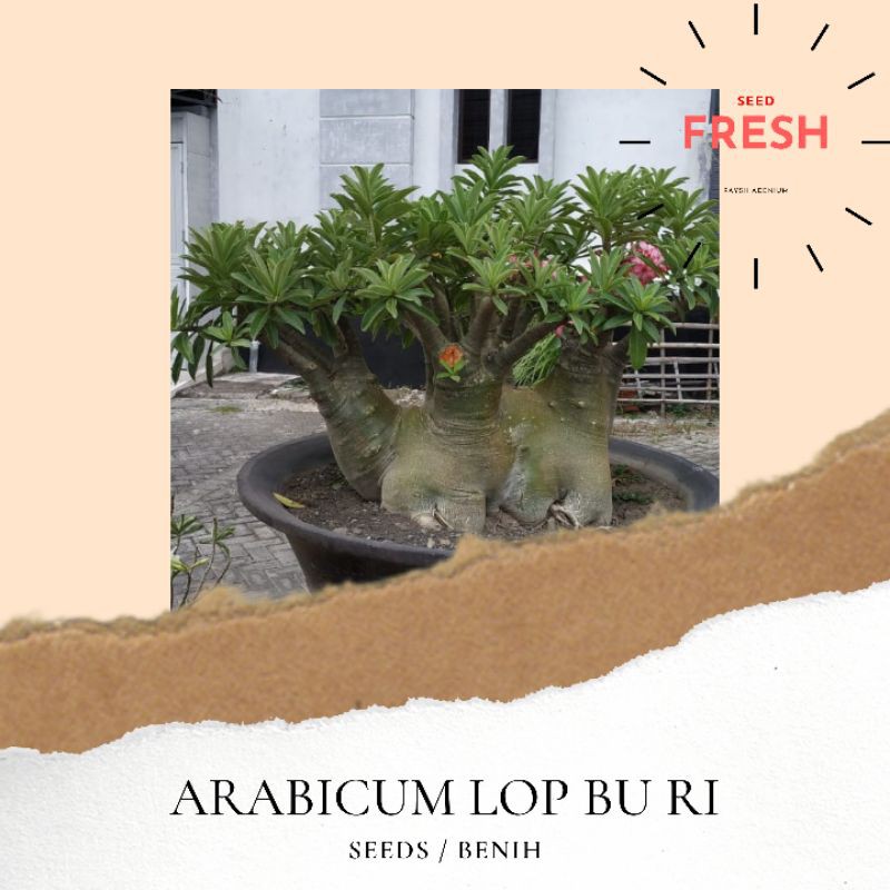 Biji / Seed Adenium KARAKTER | ARABICUM LOP BU RI  | RAYSH ADENIUM | ADENIUM JOGJA | KAMBOJA JEPANG