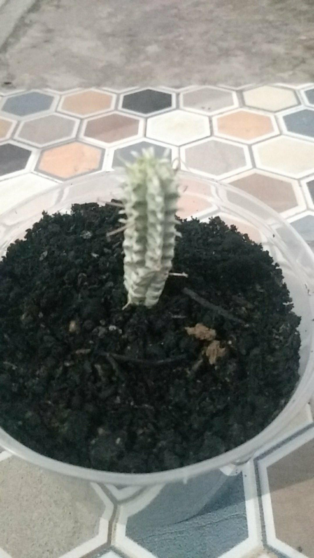 Sukulen Dan Kaktus Mini (euphorbia Mammillaris ‘variegata’)