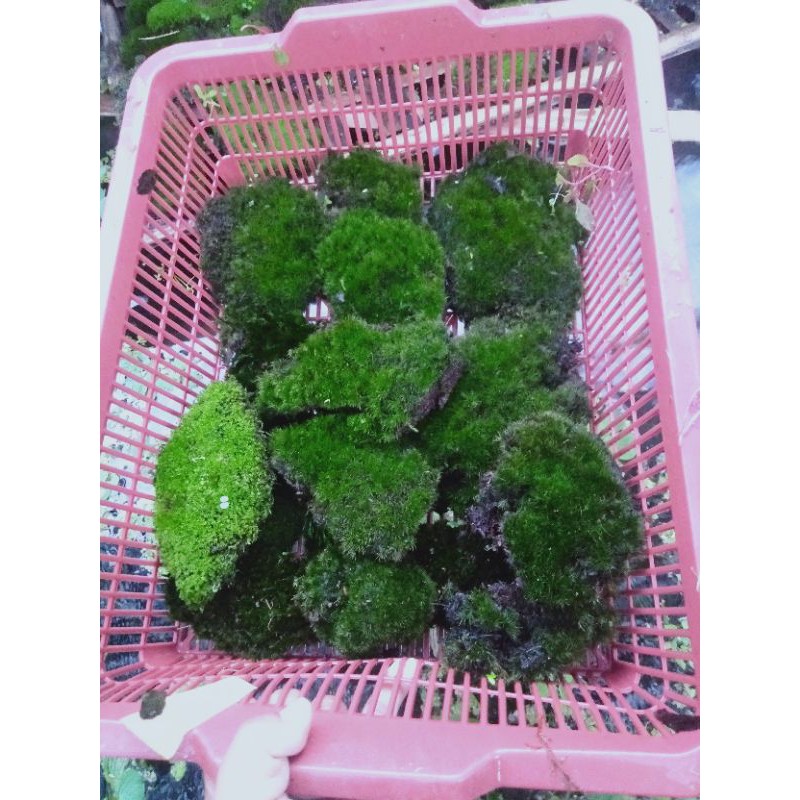 star mos mos darat tanaman palud aquascape