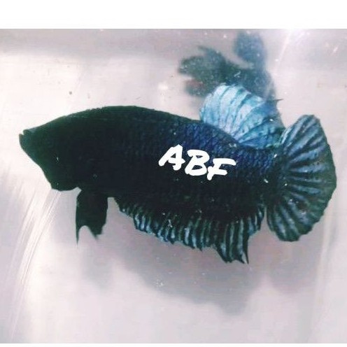 IKAN CUPANG ADUAN MDS(SUPER)