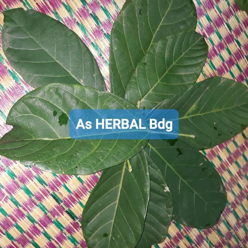 

Paket hemat 250 gram daun hantap daun antap segar-az