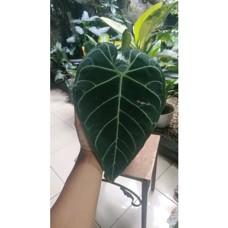 anthurium regale ecuador
