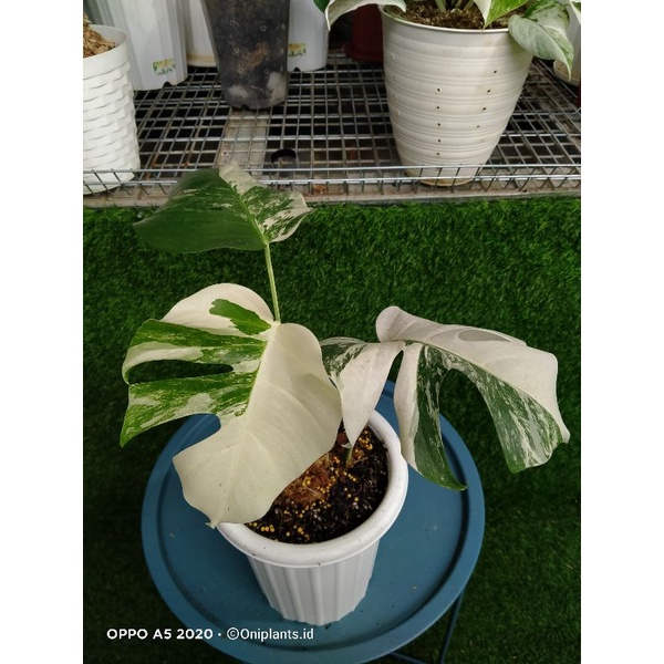 monstera deliciosa varigata