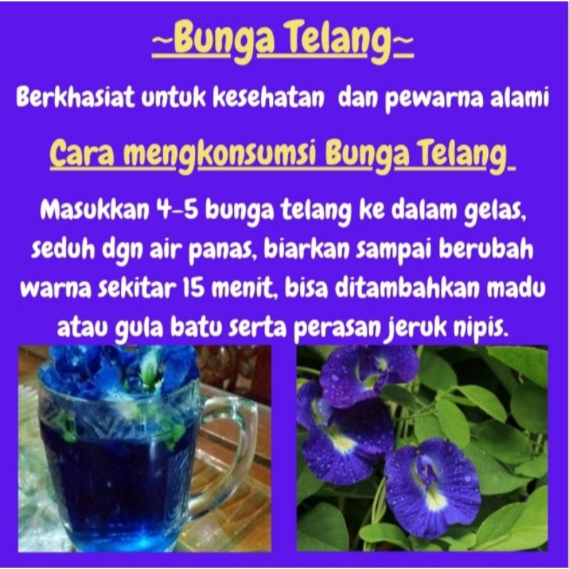 

Bunga Telang Kering | Teh Bunga Telang | Herbal Alami | Obat dan Pewarna Makanan Alami