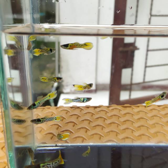 Endler Yellow jacket tiger