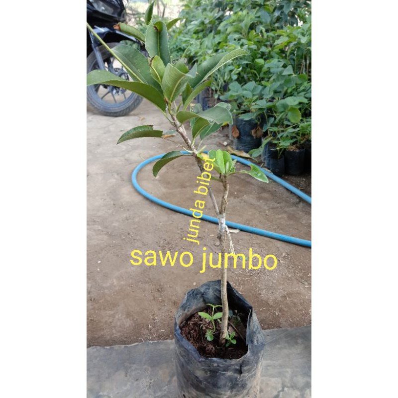 

bibit buah sawo jumbo okulasi,