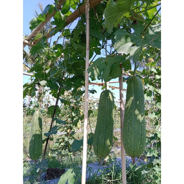 BENIH BIBIT BIJI LOOFAH/GAMBAS/OYONG/BLUSTRU