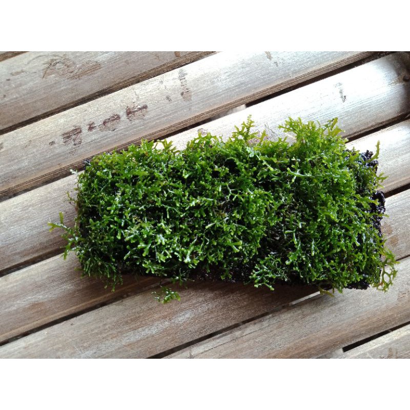 mos Ricardia mos aquscape media pakis