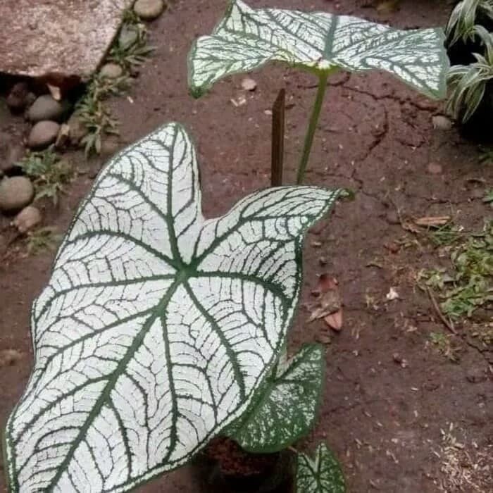 Tanaman Hias keladi putih - keladi corak - keladi batik - keladi putih .