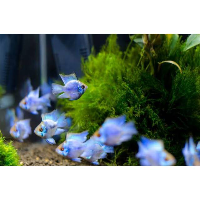 Ikan BLUE ELEKTRIK  || ikan aquascape harga perpasang