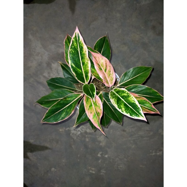 aglonema lipstik puding